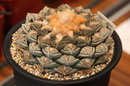 false peyote,Earth Star,chautle,Ariocarpus fissuratus var. lloydii,Ariocarpus lloydii,Roseocactus in